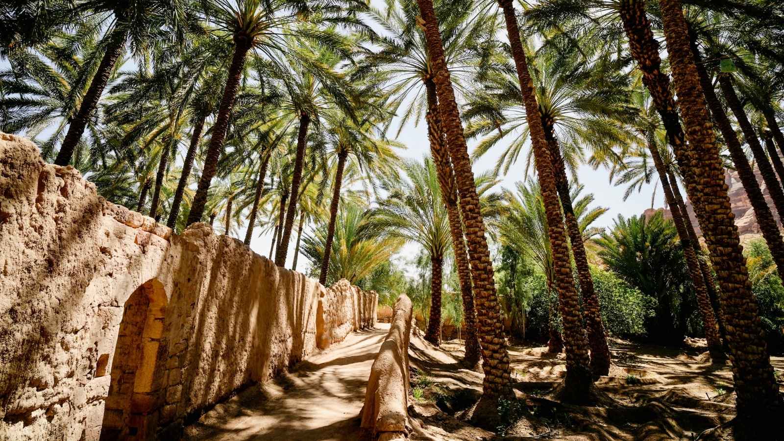 Palm trees on the Heritage Trail in Alula Oasis, Alula, Kingdom of Saudi Arabia