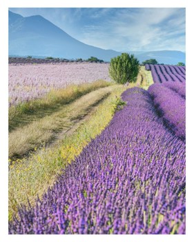 Fields of lavender in Provence