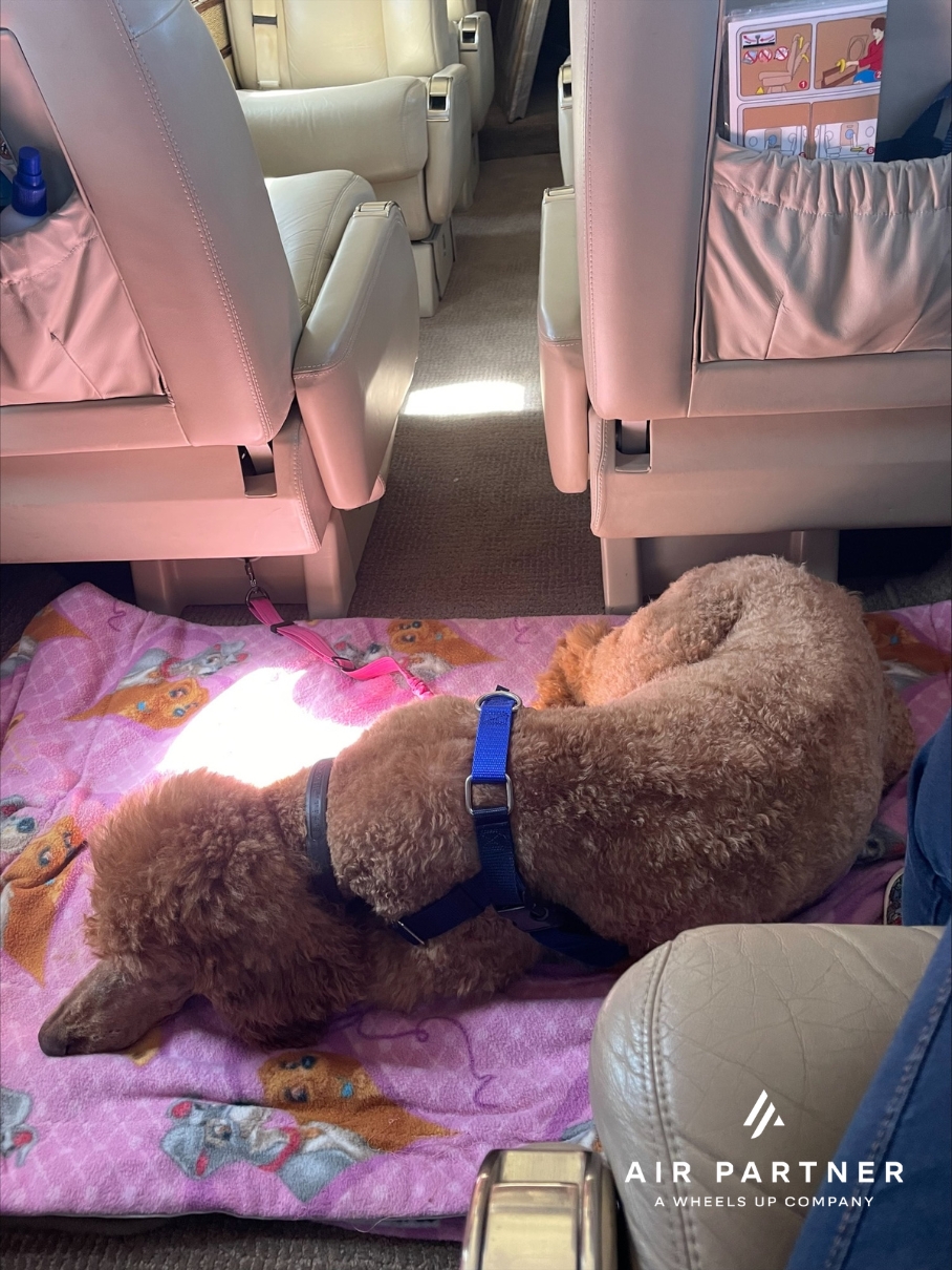 Candy The Poodle Aboard Hawker 400XP - Air Partner Private Jets