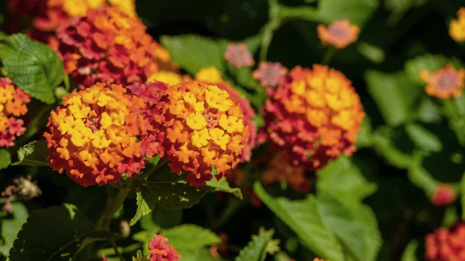 Rounded orange flowers in the foreground in a garden in Malaga