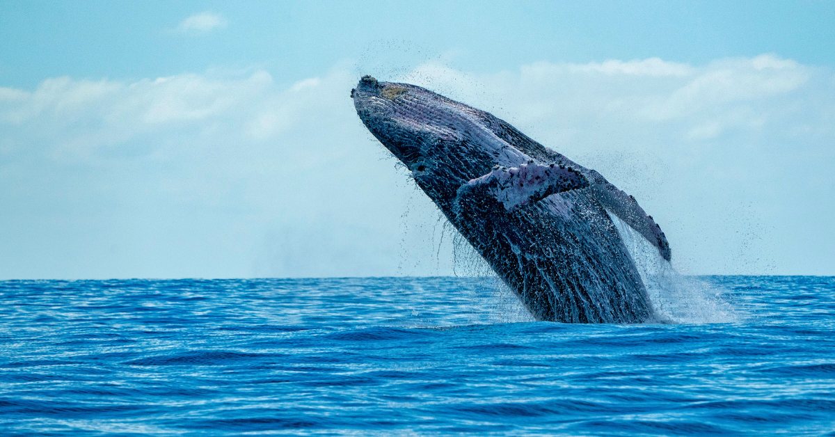 Whale watching Maui