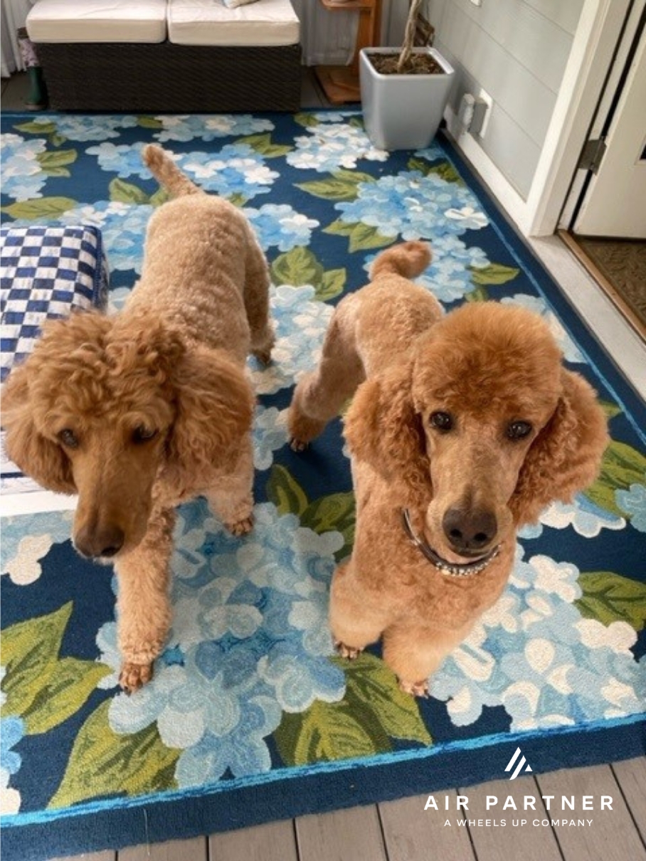 Two Poodles Meet After Pet Travel Flight - Air Partner Private Jets