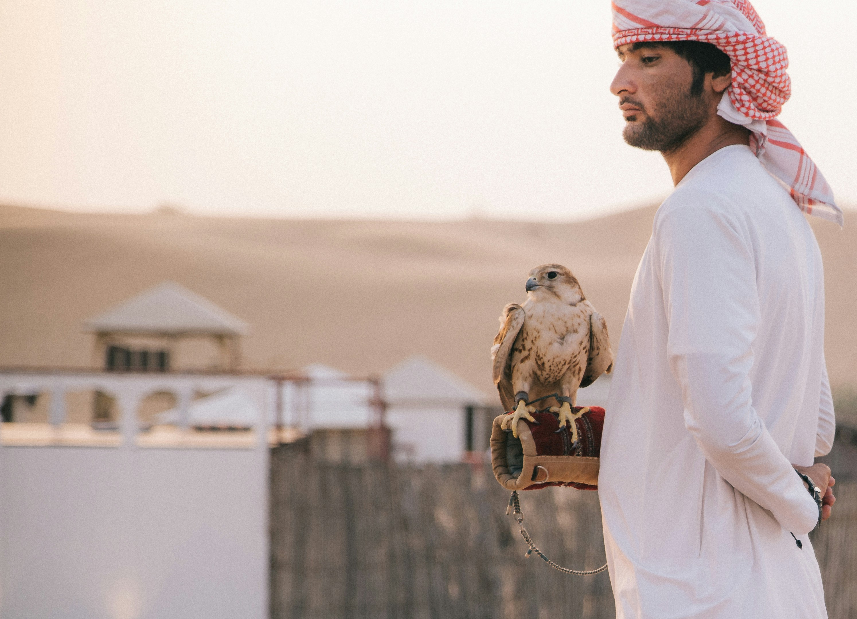 Dubai falconry