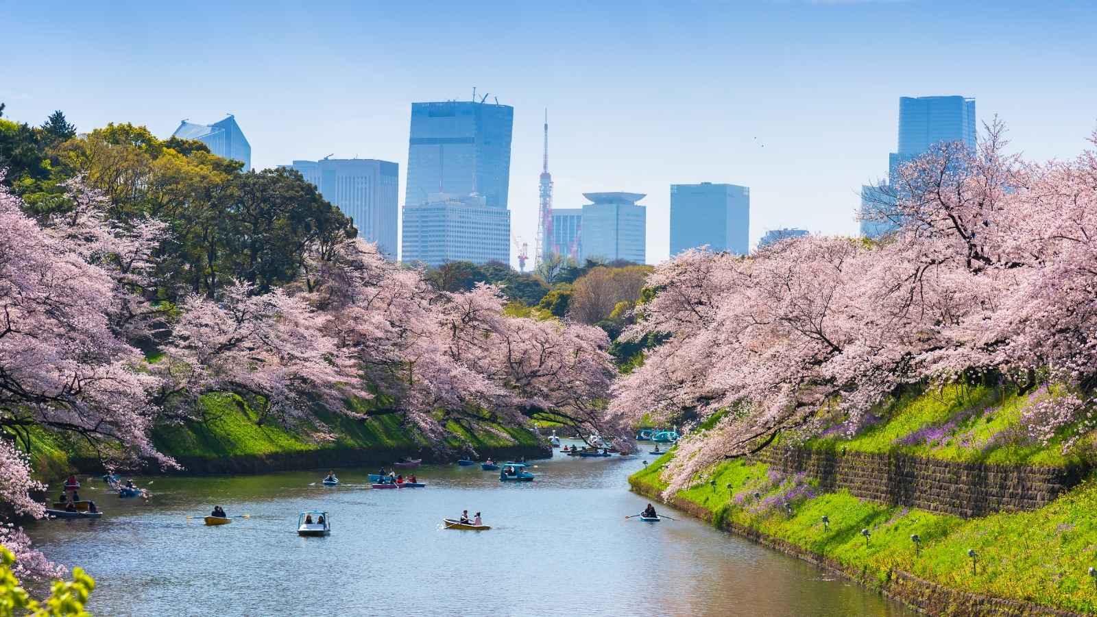 Chidorigafuchi park in Tokyo during sakura cherry blossom full bloom season in Tokyo Japan.