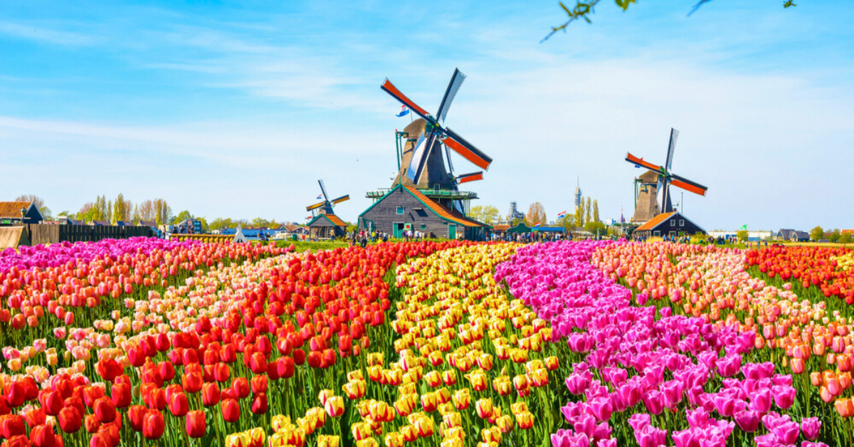 Fly by private jet to Holland's Keukenof Gardens