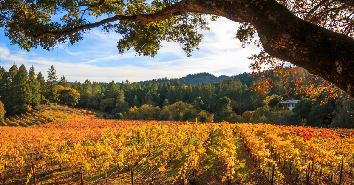 autumn foliage on Napa Valley wine country